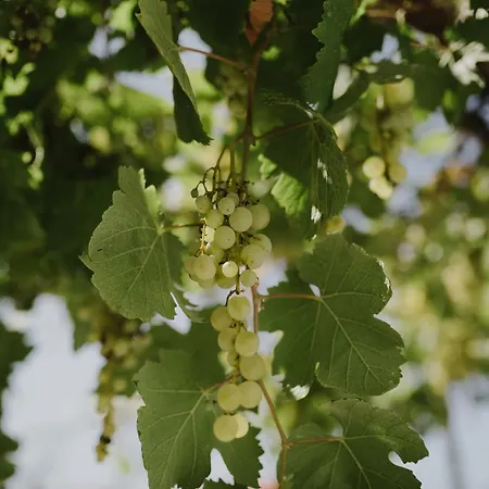 Διαμέρισμα Ruza