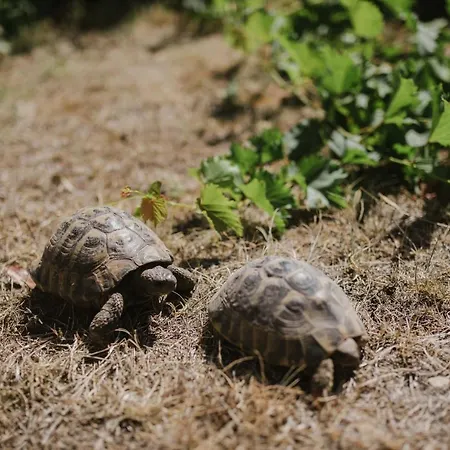 Διαμέρισμα Ruza