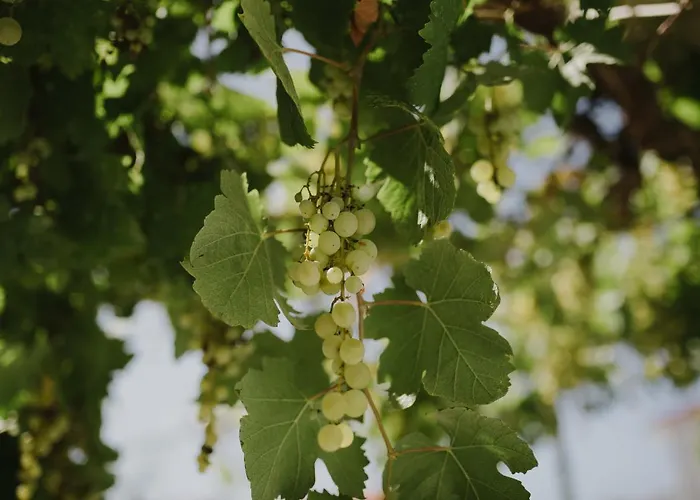 Апартаменти Ruza