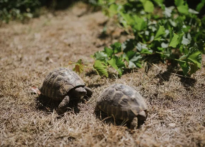 Апартаменти Ruza